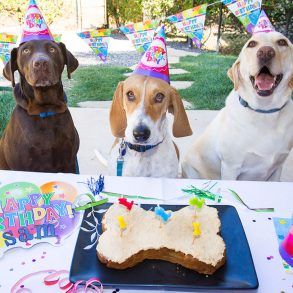 Group of 3 dogs surrounding a dog boned birthday cake.